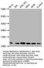 HIST1H4A (Ab-77) Antibody