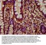 HIST1H4A (Ab-77) Antibody