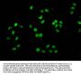 HIST1H4A (Ab-77) Antibody