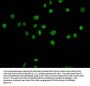 Acetyl-HIST1H4A (K79) Antibody
