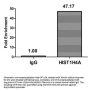 Acetyl-HIST1H4A (K79) Antibody