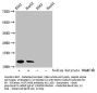 Formyl-HIST1H4A (K79) Antibody