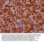 HIST1H4A (Ab-79) Antibody