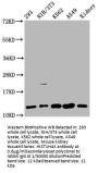 HIST1H4A (Ab-79) Antibody