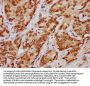 HIST1H4A (Ab-79) Antibody