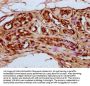 HIST1H4A (Ab-79) Antibody