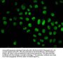 HIST1H4A (Ab-79) Antibody