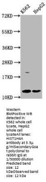 HIST1H4A (Ab-79) Antibody