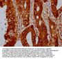HIST1H4A (Ab-88) Antibody