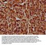 HIST1H4A (Ab-88) Antibody