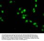 HIST1H4A (Ab-88) Antibody