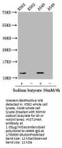 Hydroxyl-HIST1H4A (Y88) Antibody