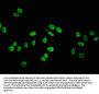 Hydroxyl-HIST1H4A (Y88) Antibody
