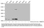 Acetyl-HIST1H4A (K91) Antibody