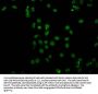 Acetyl-HIST1H4A (K91) Antibody