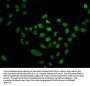 Formyl-HIST1H4A (K91) Antibody