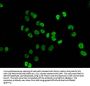 2-hydroxyisobutyryl-HIST1H4A (K91) Antibody