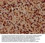 HIST1H4A (Ab-91) Antibody