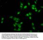 HIST1H4A (Ab-91) Antibody
