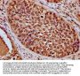 HIST1H4A (Ab-91) Antibody