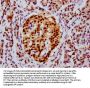 HIST1H4A (Ab-91) Antibody