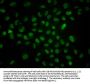 HIST1H4A (Ab-91) Antibody