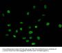Mono-methyl-HIST1H4A (R3) Antibody