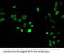 HIST1H4A (Ab-3) Antibody