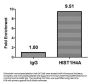 Acetyl-HIST1H4A (K5) Antibody