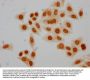 2-hydroxyisobutyryl-HIST1H4A (K5) Antibody