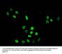 Acetyl-HIST1H4A (K8) Antibody