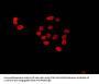 HIST1H4A (Ab-8) Antibody