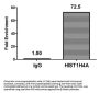 HIST1H4A (Ab-8) Antibody