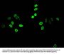 Acetyl-HIST1H4A (K12) Antibody