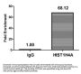 Acetyl-HIST1H4A (K12) Antibody
