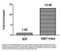 2-hydroxyisobutyryl-HIST1H4A (K12) Antibody