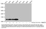 2-hydroxyisobutyryl-HIST1H4A (K12) Antibody