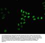 2-hydroxyisobutyryl-HIST1H4A (K12) Antibody