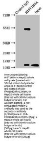 2-hydroxyisobutyryl-HIST1H4A (K12) Antibody