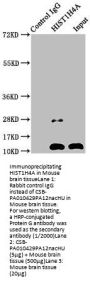 HIST1H4A (Ab-12) Antibody