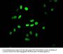 HIST1H4A (Ab-12) Antibody