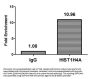 Acetyl-HIST1H4A (K16) Antibody