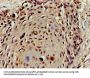 HIST1H4A (Ab-16) Antibody