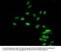 HIST1H4A (Ab-16) Antibody
