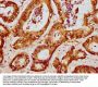 HIST1H4A (Ab-20) Antibody
