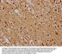 HIST1H4A (Ab-35) Antibody