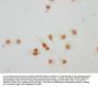 Formyl-HIST1H4A (K59) Antibody