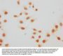 2-hydroxyisobutyryl-HIST1H4A (K59) Antibody