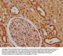 HIST1H4A (Ab-59) Antibody