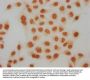 Acetyl-HIST1H4A (K91) Antibody